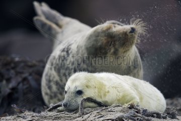 Graue Seal Whitecoat und seine Mutter Nordsee Deutschland