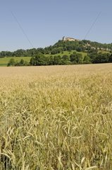 Cereal field and far Belvoir Castle in summer