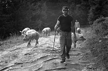 Autumn transhumance of pigs in the Alps