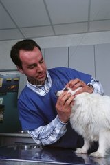Tierarzt untersucht das Auge eines Hundes