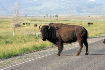 American Bison on a road which crosses NP of Yellowstone USA
