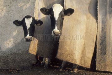 Vaches passant la tête à travers des bandes coupe-vent