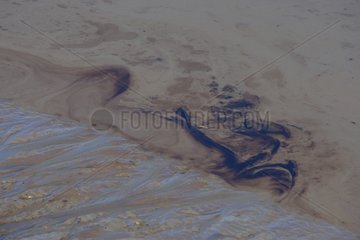 Oil spill of banks of Loire river estuary France