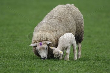 Texel Ewe and its Lamb in a meadow Netherlands