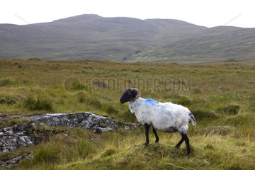 Schafe mit schwarzem Gesicht  gemalt von seinem Besitzer Irland