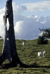 Überreste des Atlantikwaldes auf einer Bahia -Weide