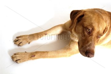 Porträt des Bastardjagdhundes in Frankreich