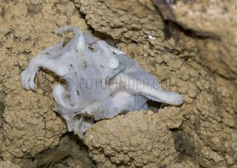 Cadaver of young bat eaten by Amphipods