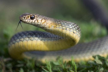 Portrait of a Large Whip Snake Bulgaria