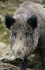 Portrait of a Wild boar in Belgium