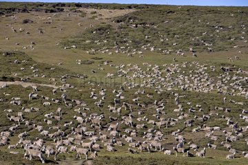 Sheep herd in Falkland Islands