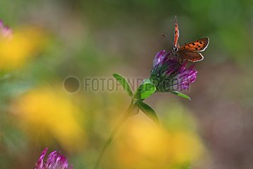 Butterfly on flower in summer Lozère