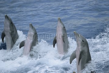 Groupe de Grands dauphins pendant un spectacle