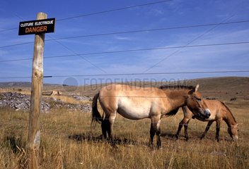 Przewalski 's horses grazing France