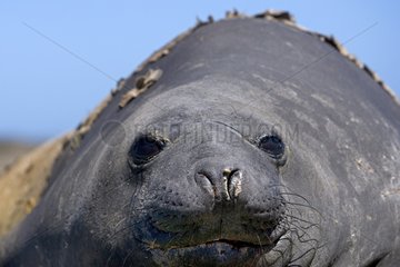 Northern elephant seal resting Falkland Islands