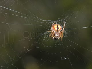 SAC-Spinne mit Weißwedel beim Stehlen auf seinem Spinnnetz Frankreich
