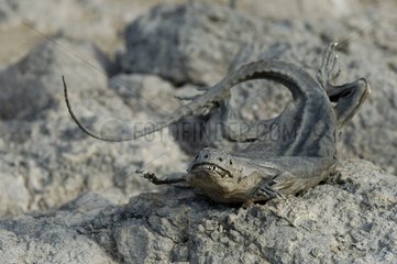Iguane marin mort sur un rocher South Plaza Galapagos