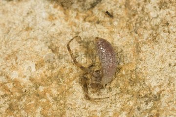 Spider Wasp larvae eating a Spider Saône-et-Loire France