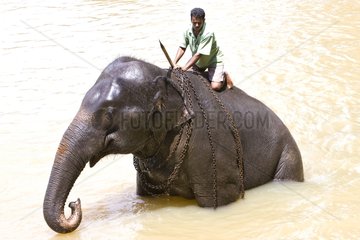 Domestic Asian Elephant bathing and his cornac Sri Lanka