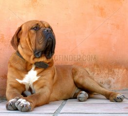 Bordeaux Mastiff laid down in front of an ochre wall