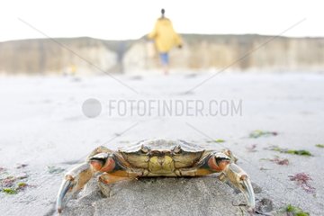 PortrÃ¤t einer grÃ¼nen Krabbe am Strand Frankreich