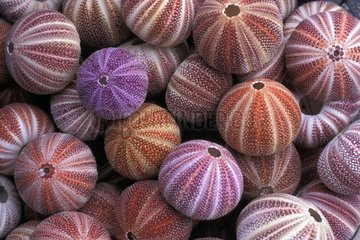 Many dried Sea urchins Cornwell