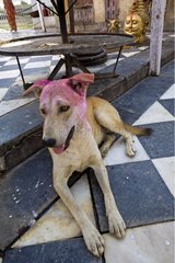 Portrait of the Dog painted temple Bateshwar Uttar Pradesh