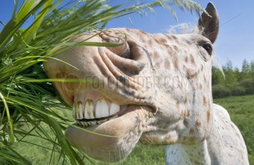 Appaloosa Pferd isst Gras  das ihm Frankreich gegeben wird
