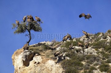 Eurasian griffon vultures on a tree and on the ground
