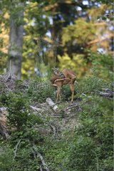Roe Deer grooming itself in the forest Forel Switzerland