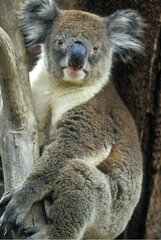 Portrait of Koala sat in a tree Australia