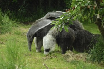 Giant Anteaterf female carrying its young Tropical America
