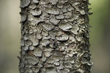 Bark of a tree Hamra National Park Sweden