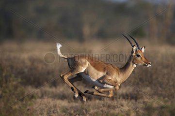 Impala running in Nakuru National Park Kenya