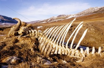 Carcasse de boeuf musqué dans la Gaseelv Groenland