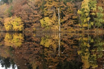 Plate Pierre Pond in Autumn Plateau des Mille Etangs France