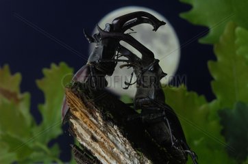 Fighting between two Stag beetle in the moonlight
