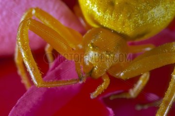Araignée citron sur une fleur rose