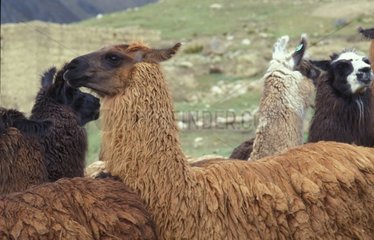 Lama mitten in der Bolivien -Altiplano -Herde