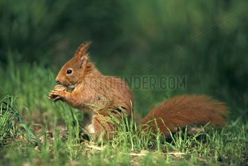 Red Squirrel sat eating a dried fruit France