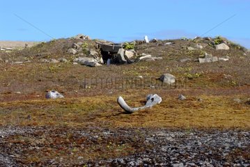 Ruin of Paleo-Eskimo house Bathurst Island Canada