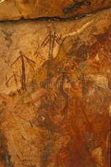 Cave paintings aboriginals bradshaw type Kimberley