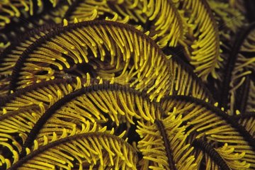 Arms of a Feather Star Crinoid Sulawesi Indonesia