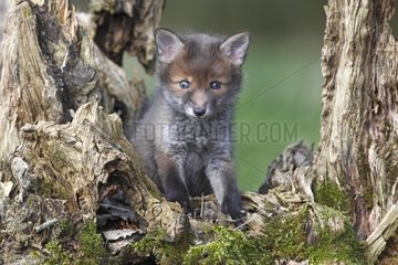 Young Red fox sitting near a dead tree spring Great Britain