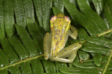 Central Bright-eyed Frog (Boophis rappiodes)  Andasibe  Perinet  Alaotra-Mangoro Region  Madagascar