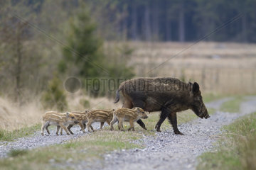 Wild boar (Sus scrofa) sow and piglets crossing a track  Ardennes  Belgium