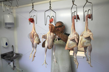 Craftsman hanging organic chickens after slaughter  Provence  France