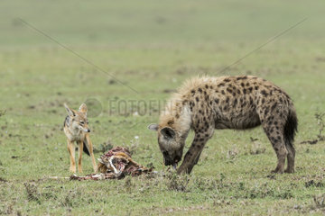 Jackal Chained (Canis mesomelas)  waiting for the Spotted Hyena (Crocuta crocuta) to finish eating the Thomson's Gazelle they killed  Masai-Mara Reserve  Kenya