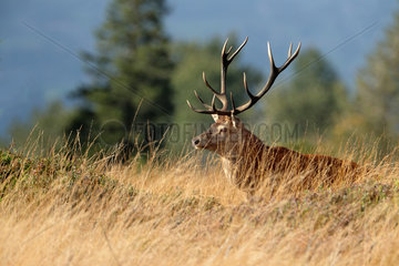 Red Deer (Cervus elaphus) Male in a clearing in autumn  Ardennes  Belgium