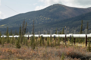 Dalton Highway : from Fairbanks to Prudhoe Bay  Trans Alaska Pipeline System (TAPS)  In the fall the pipeline in its flight south of the Brooks Range and Atigun Pass  (mile 244)  Alaska  USA